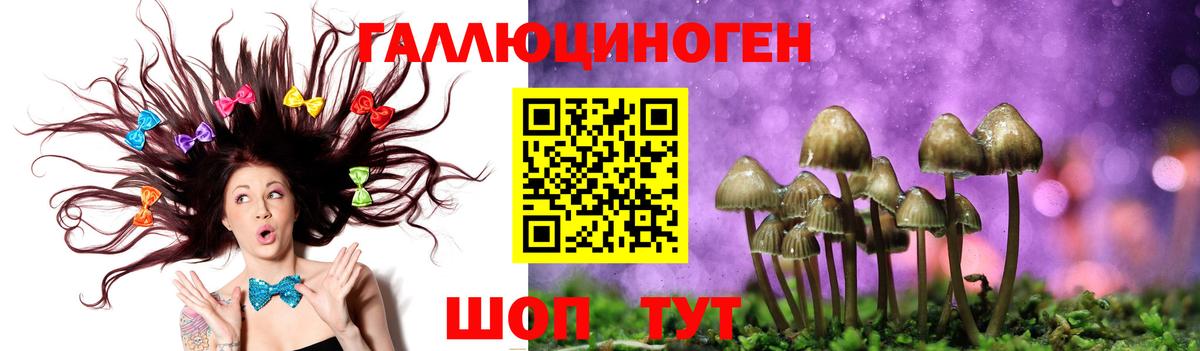 Псилоцибиновые грибы GOLDEN TEACHER Сокол